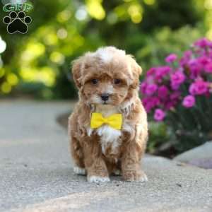 Brady, Cavapoo Puppy